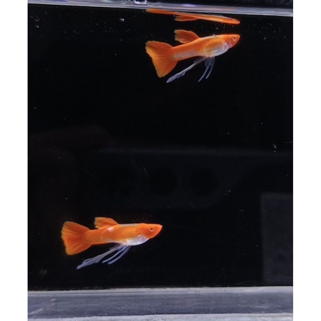 LS Albino Koi Long Ear Ribbon