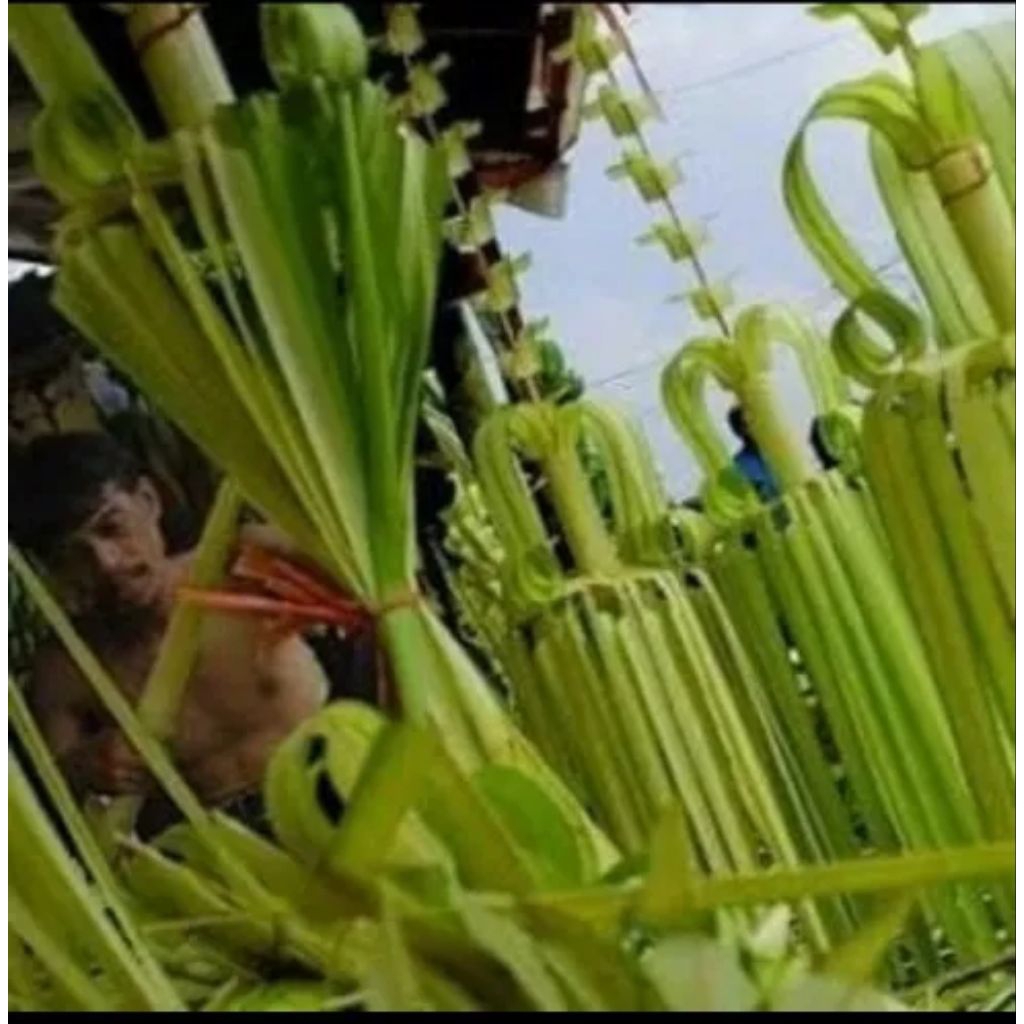 

janur kelapa/daun muda kelapa per 100 lembar