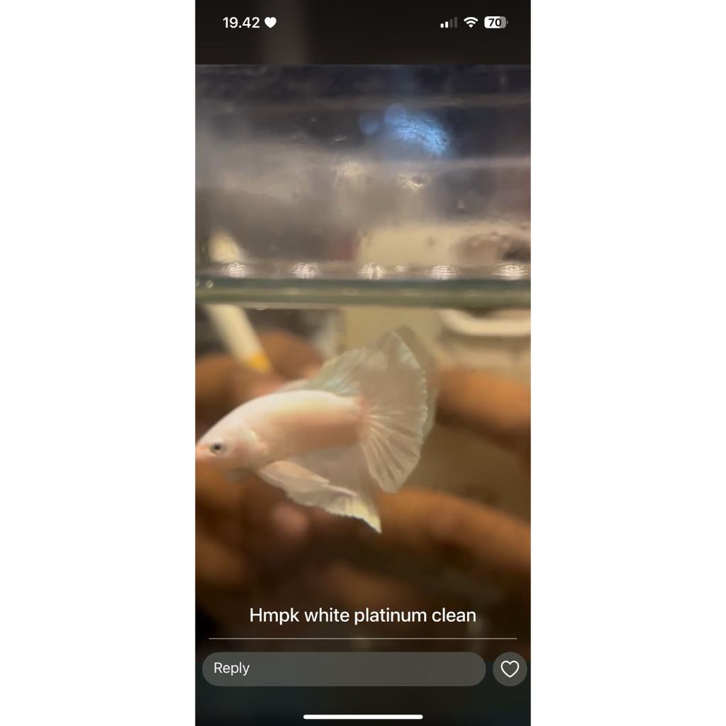 HMPK White Platinum (Cucun)