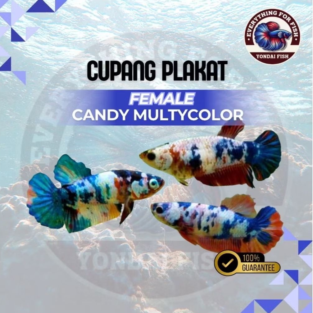 [BETINA] Cupang Plakat Candy Multicolor | TOP GRADE | SEHAT AKTIF| TANPA ROBEKAN SIRIP