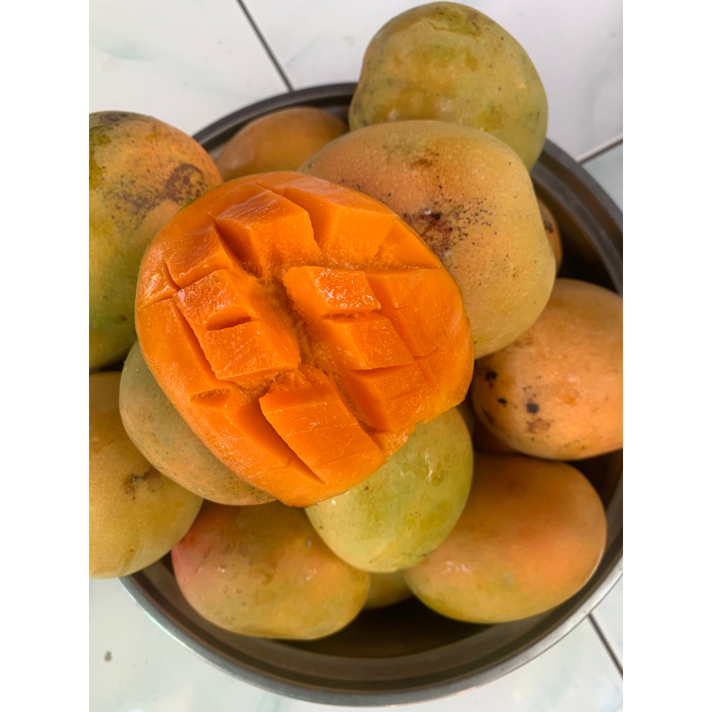 

Mangga Gedong Gincu