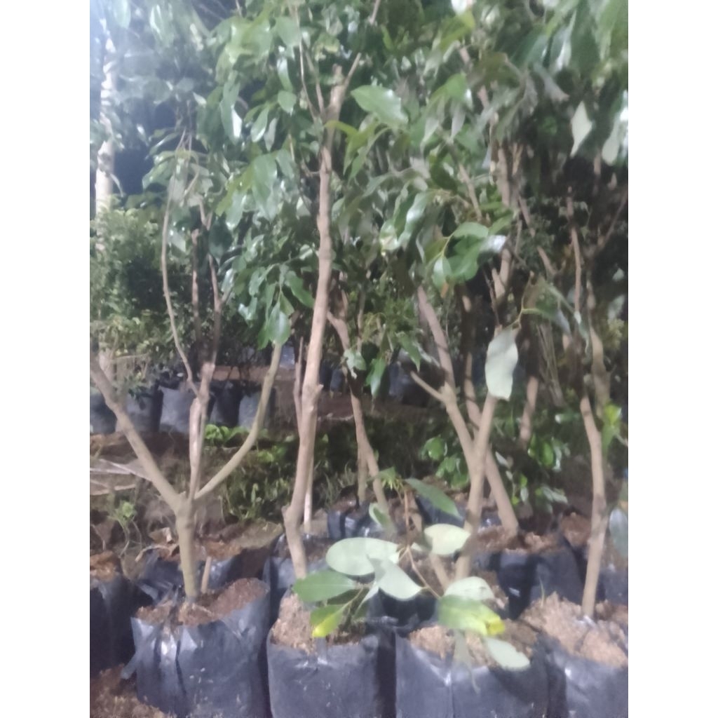 bibit buah unggul leci hasil cangkok