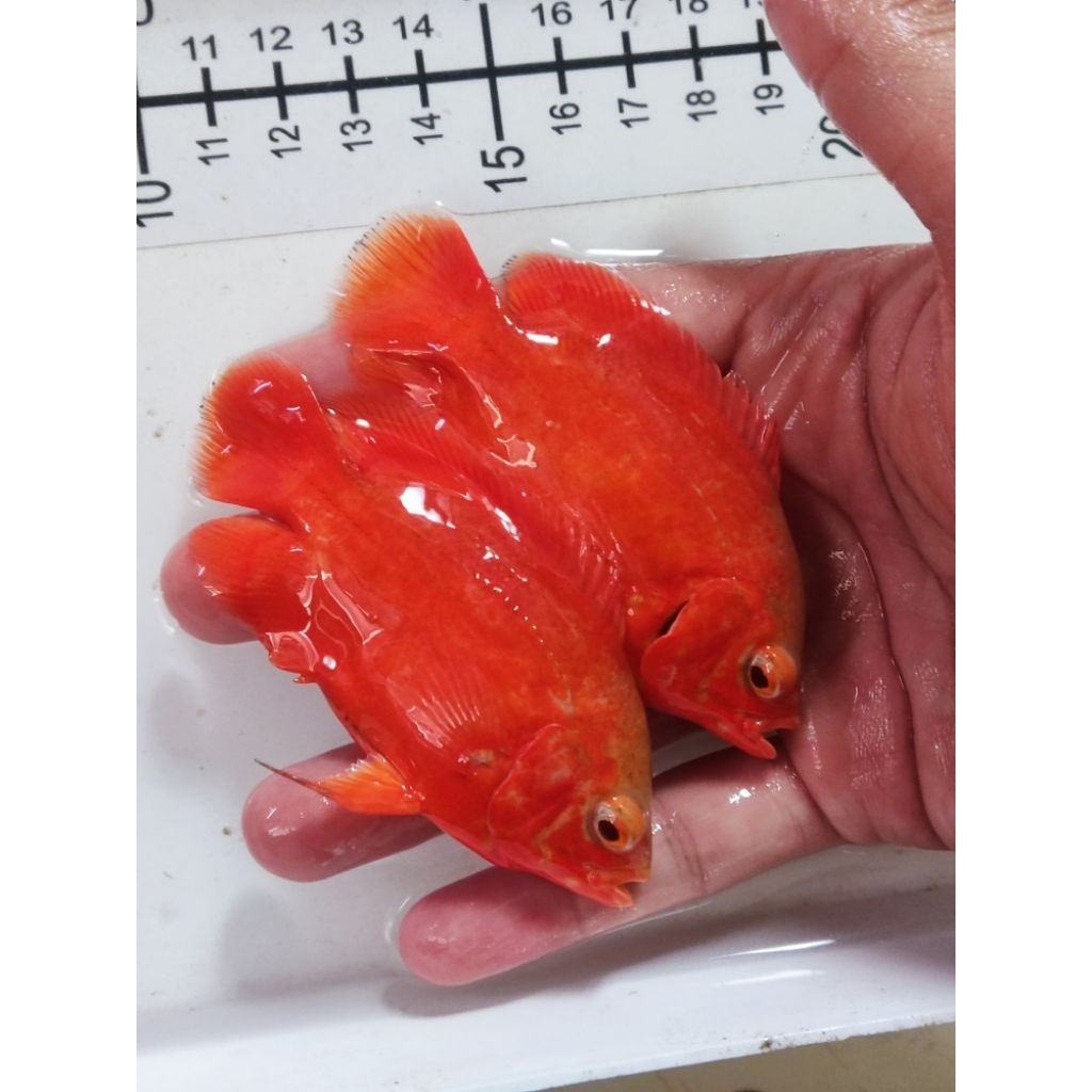 OSCAR RED CHILI ORIGINAL BERKUALITAS