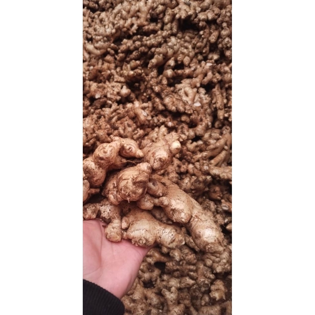 

JAHE GAJAH FRESH 1 KG RIMPANG BESAR