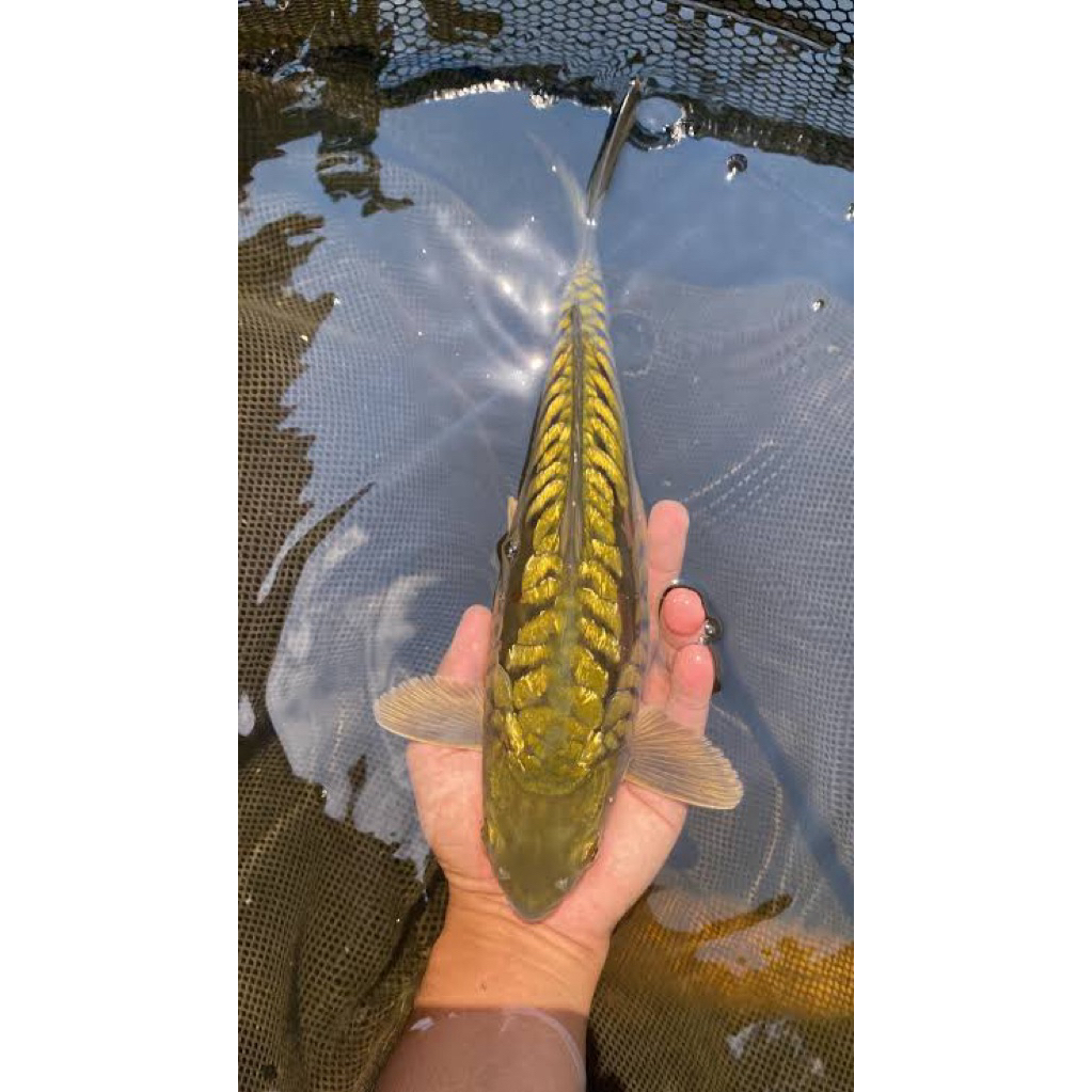 Ikan Koi Midori Aragoke size 30cm - Ikan koi Blitar - Ikan koi sisik Naga