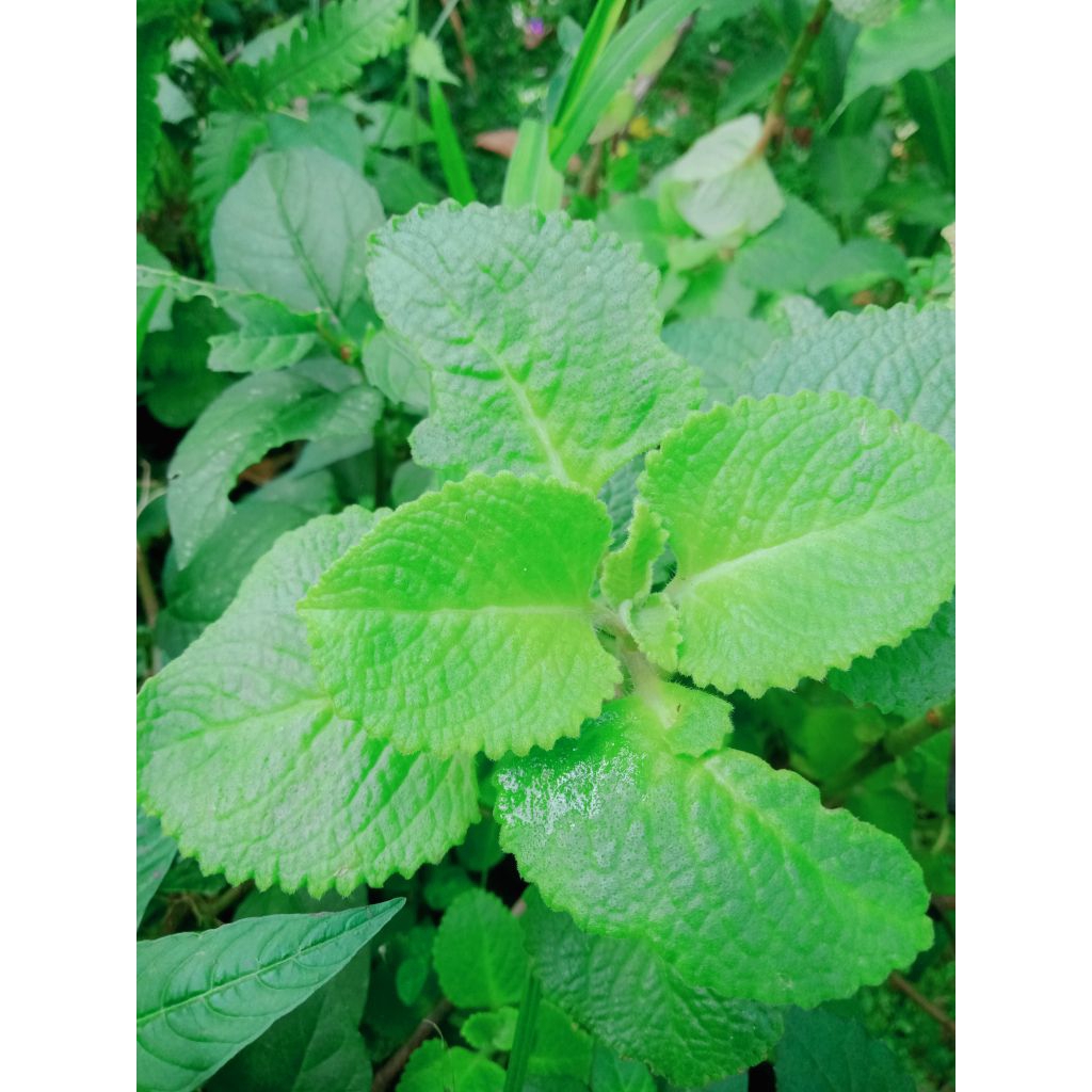 

termurah daun torbangun atau bangun bangun fresh 500gram