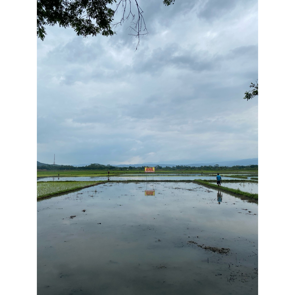 SAWAH LOKASI PINGGIR JALAN ARAH POM LANGKAP LANCAR BANJAR PATROMAN CIAMIS JAWA BARAT