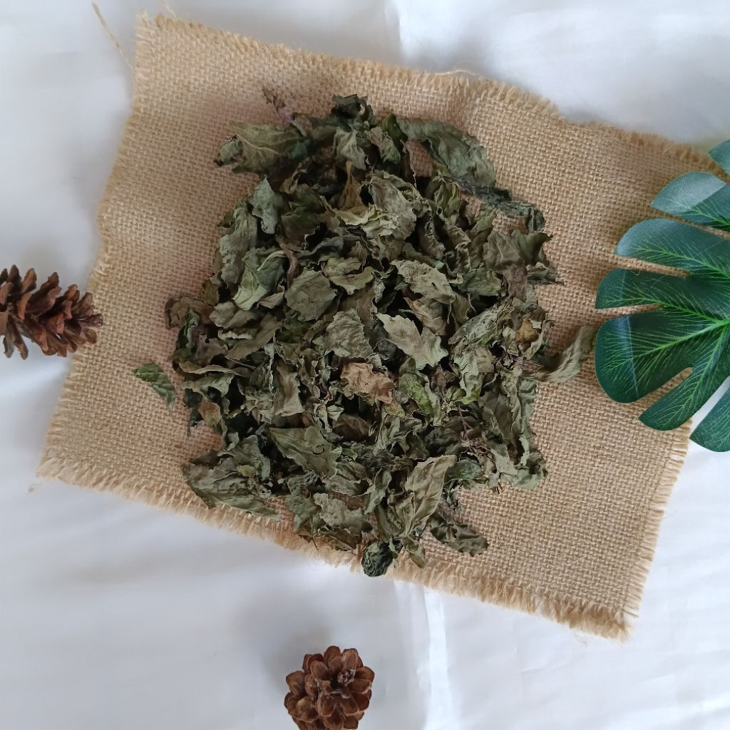 

Daun Kumis Kucing Kering Khusus Daun Murni Daun Tanpa Batang