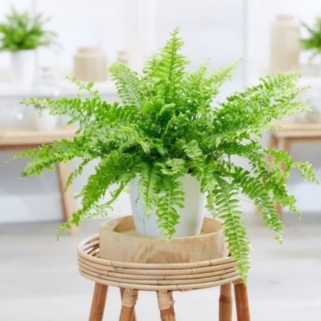 Tanaman Hias Pakis Boston / Bunga Hias Pakis Boston Tanaman Hidup Pakis Gantung Tanaman Gantung