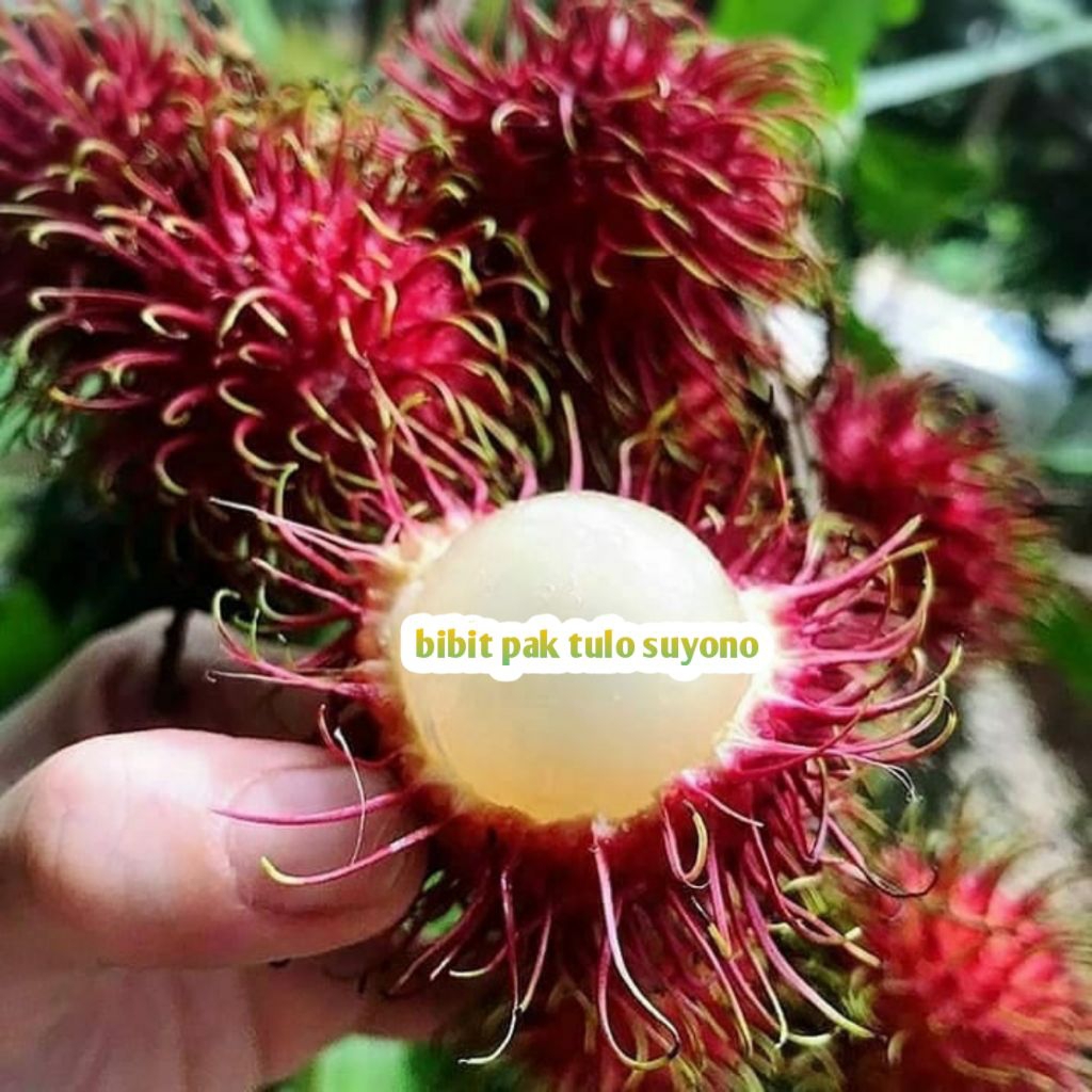 Bibit Pohon Rambutan Binjai, Rambutan Binjai, Pohon Rambutan Binjai