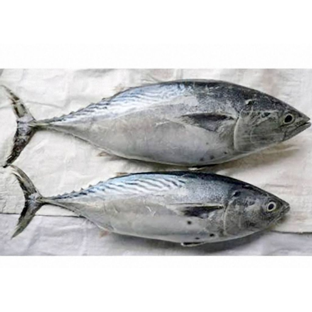

IKAN TONGKOL BATIK KB