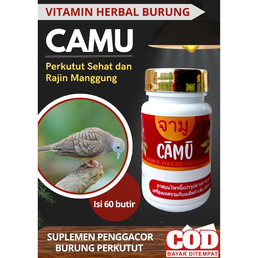 CAMU Jamu Perkutut Gacor Dan Rajin Manggung | Perkutut Bangkok | Mata Putih | Sehat