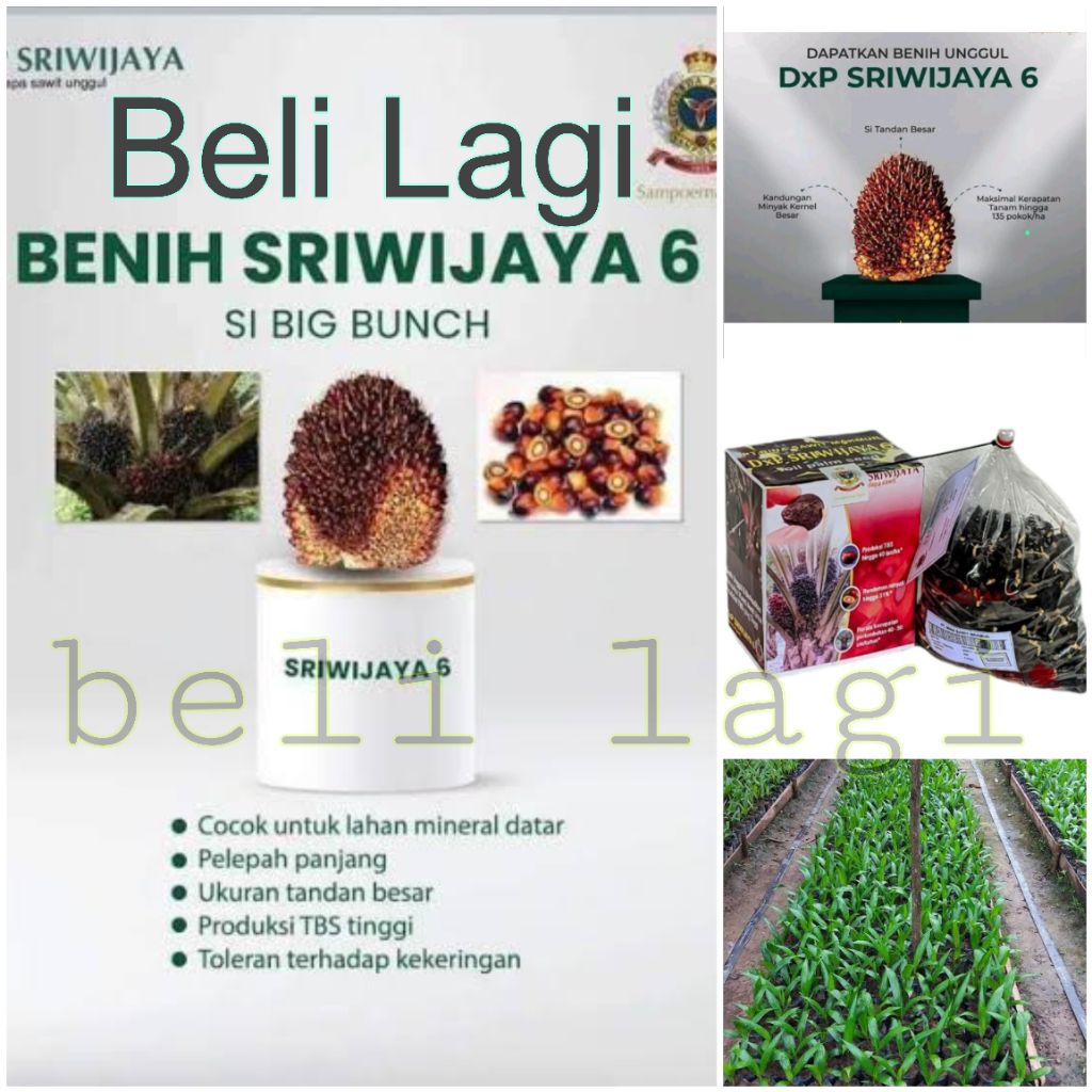 bibit kelapa sawit Sriwijaya 6 isi 250 butir