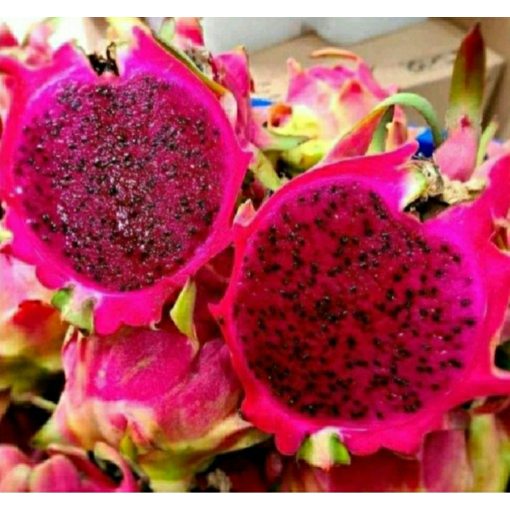 

Buah Naga *hokiobuah*