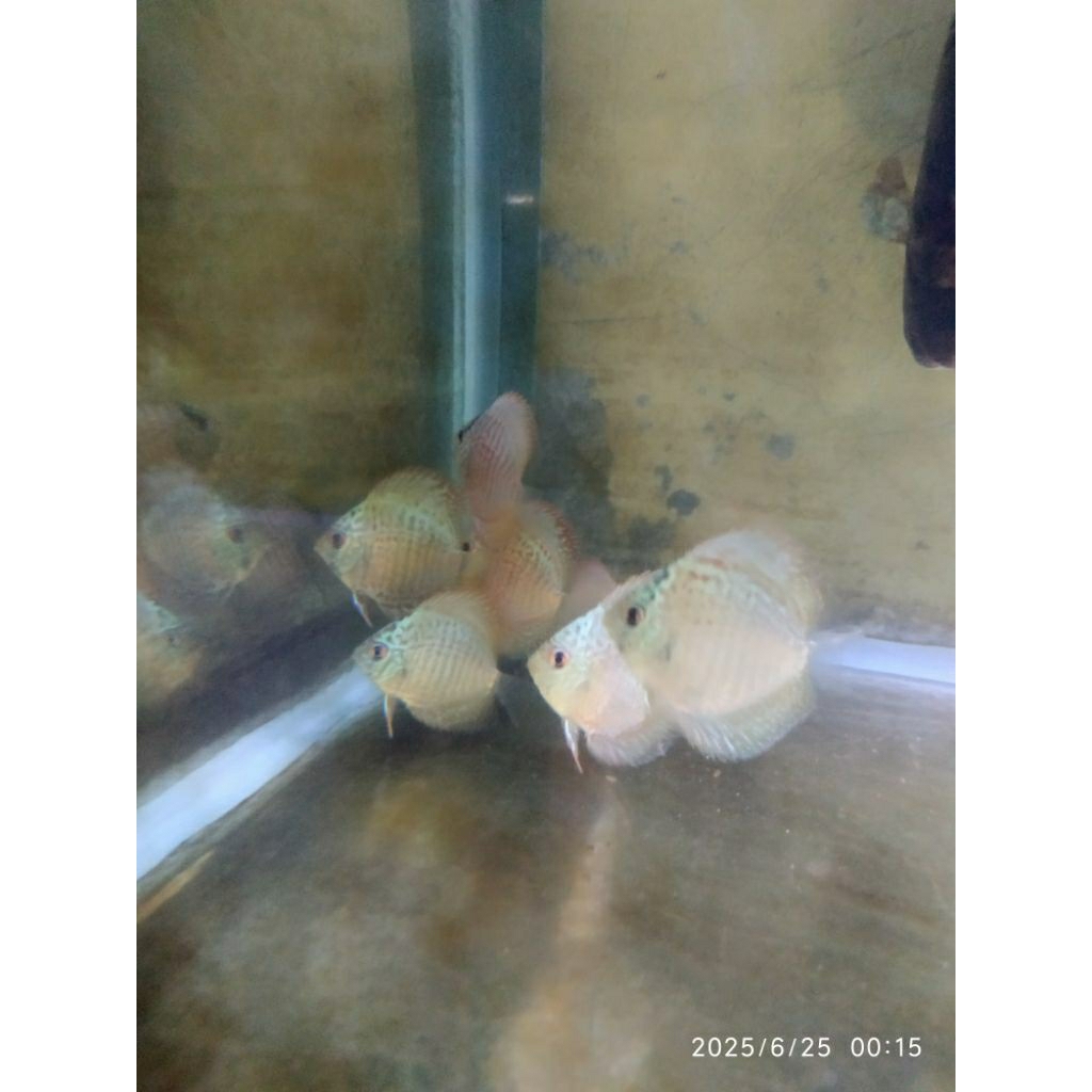 discus Leopard snakskin