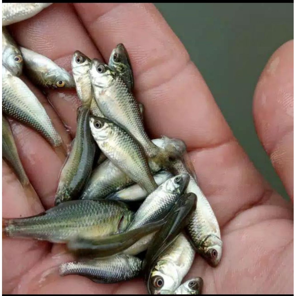 BIBIT NILEM HIJAU UKURAN 2-5 CM