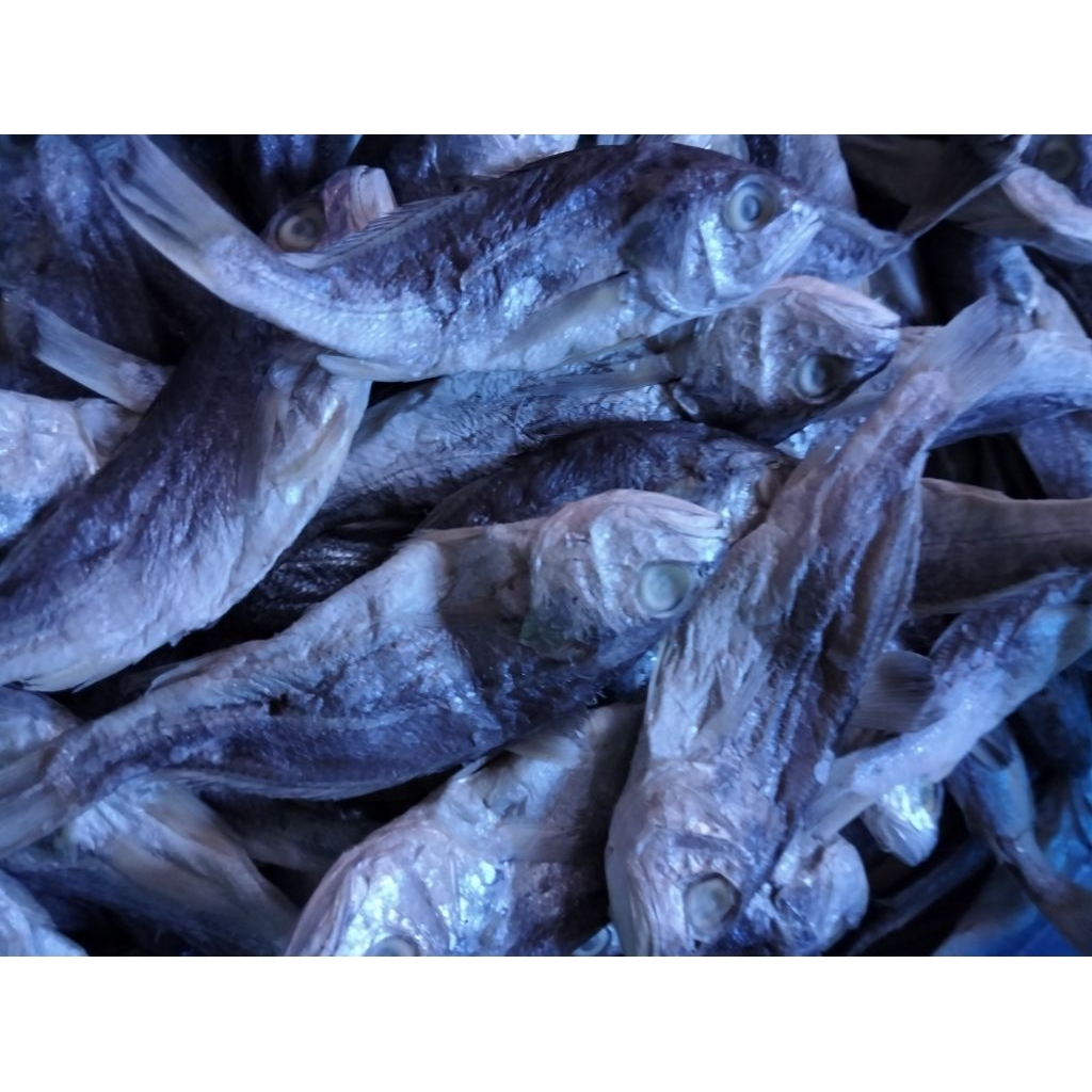 

Ikan Gulamo/kepala batu