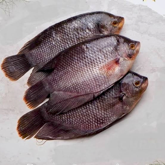 

Ikan Gurami Fresh