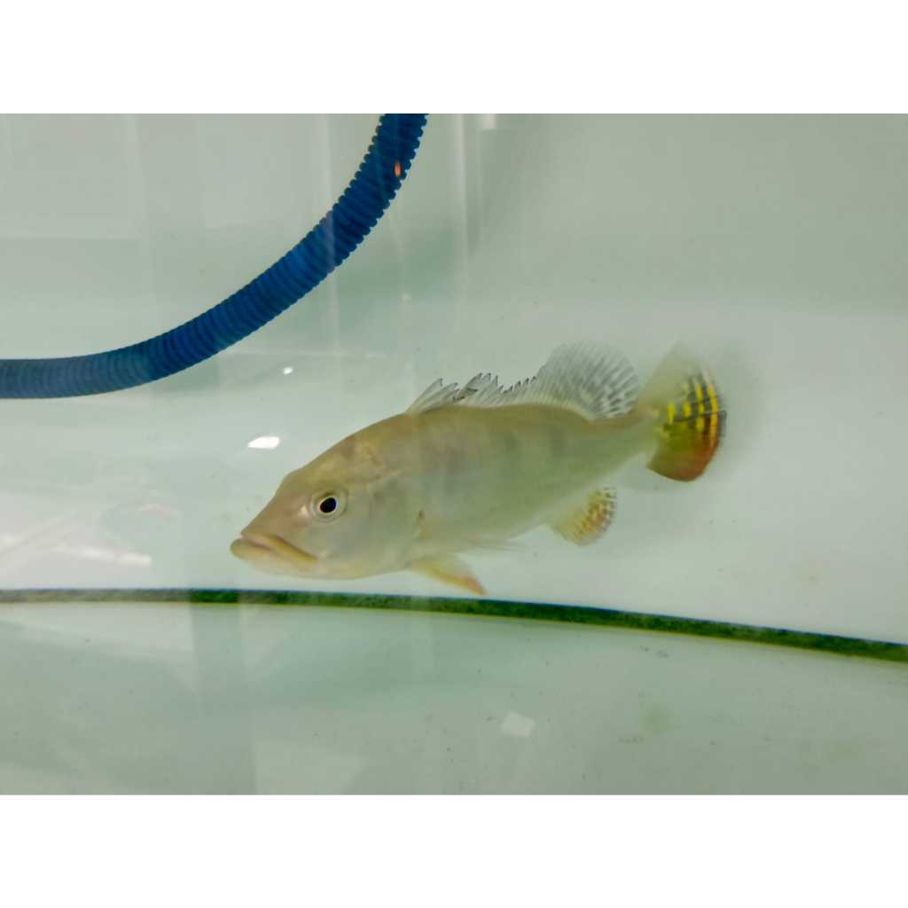 Ikan Hias Pbass Mono 10 cm