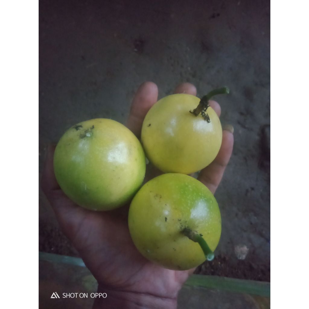 

buah markisa 1kg