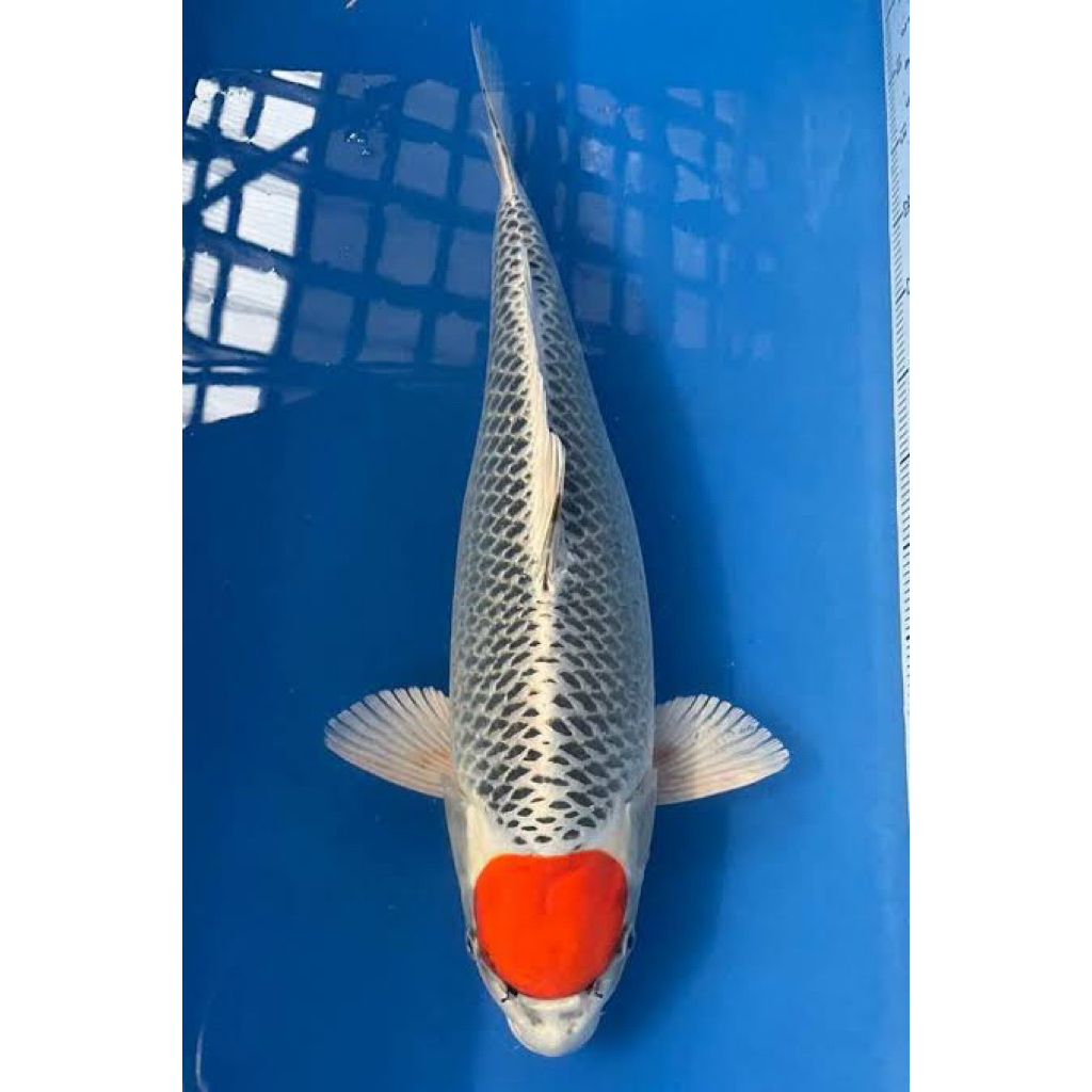 Tancho Kujaku 30cm - Ikan Tancho - Koi Blitar