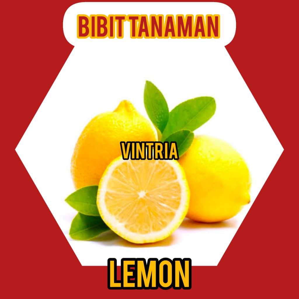 Bibit Jeruk Lemon Lokal Okulasi