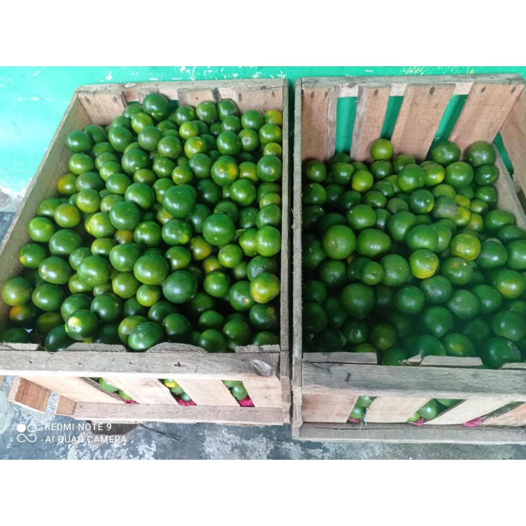 

jeruk peras fresh tiap hari