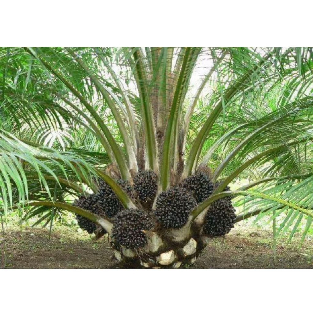 benih sawit unggul PPKS DxP Simalungun berkualitas original