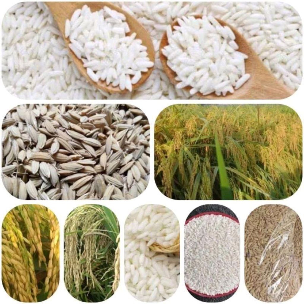 Benih padi ketan putih premium 1kg