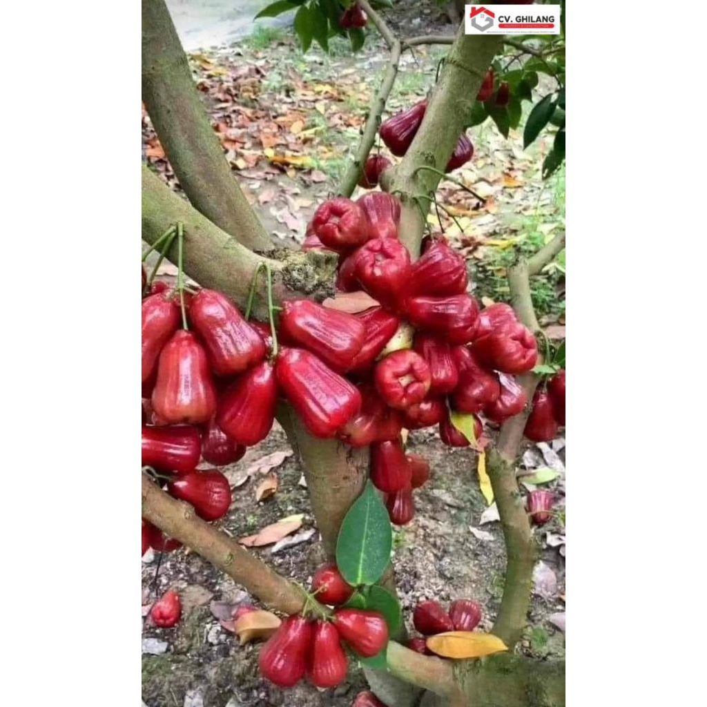 

Pohon Jambu Air Merah Cincalo Manis