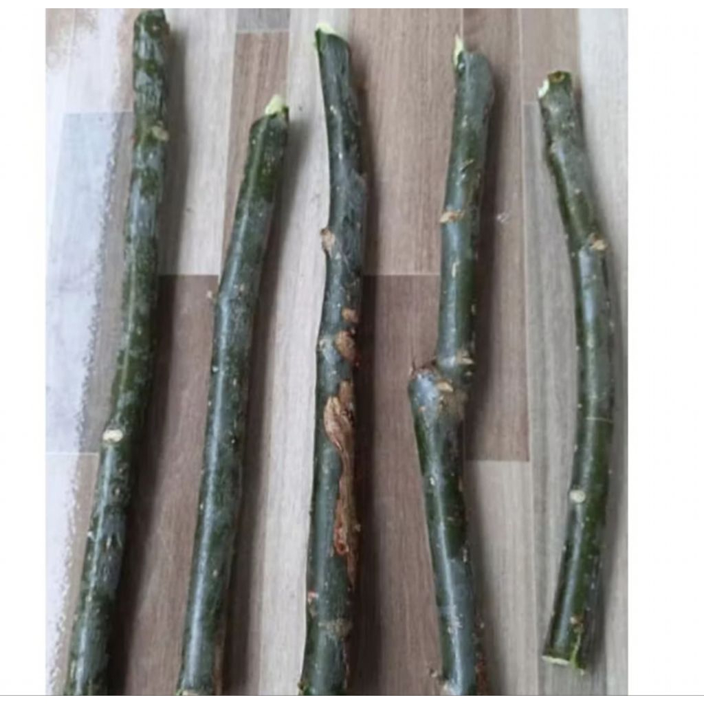 

pepaya jepang/batang