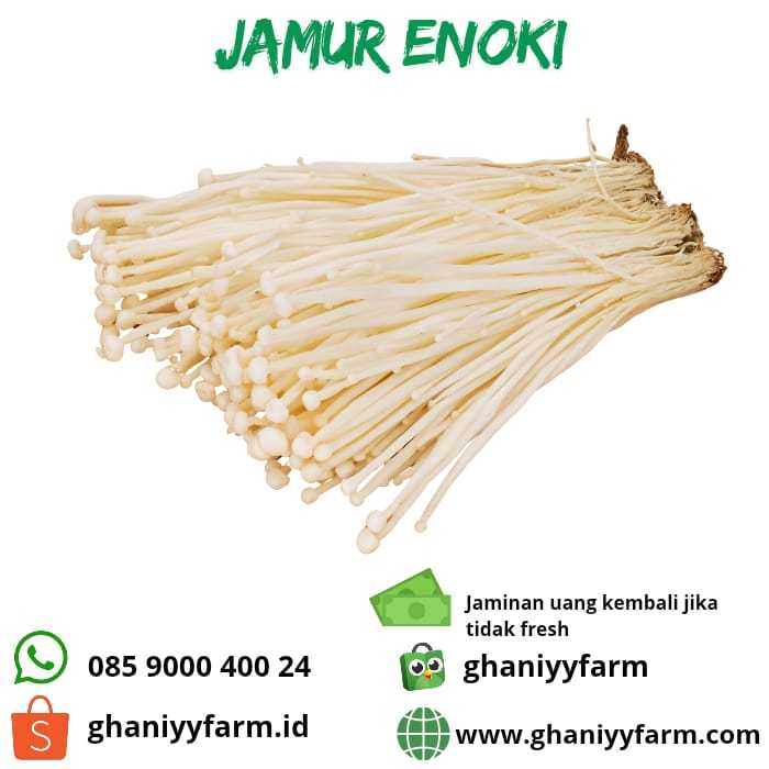 

Jamur Enoki 100 Gram