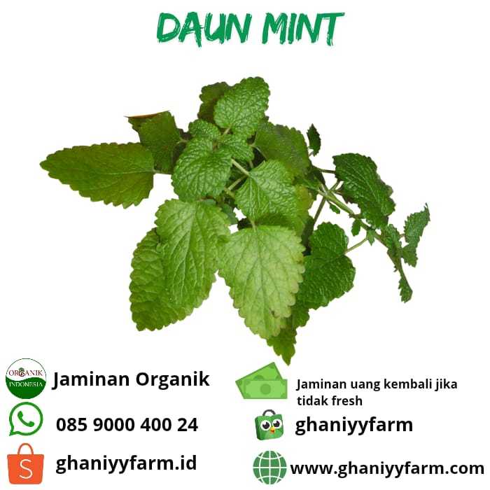 

Sayur Organik Daun Mint Organik 100 Gram