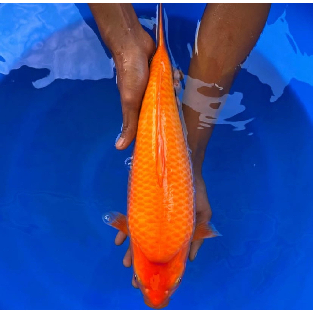 Ikan Koi Red Karasi 30cm - Penjinak kolam - Koi polosan - Koi Blitar