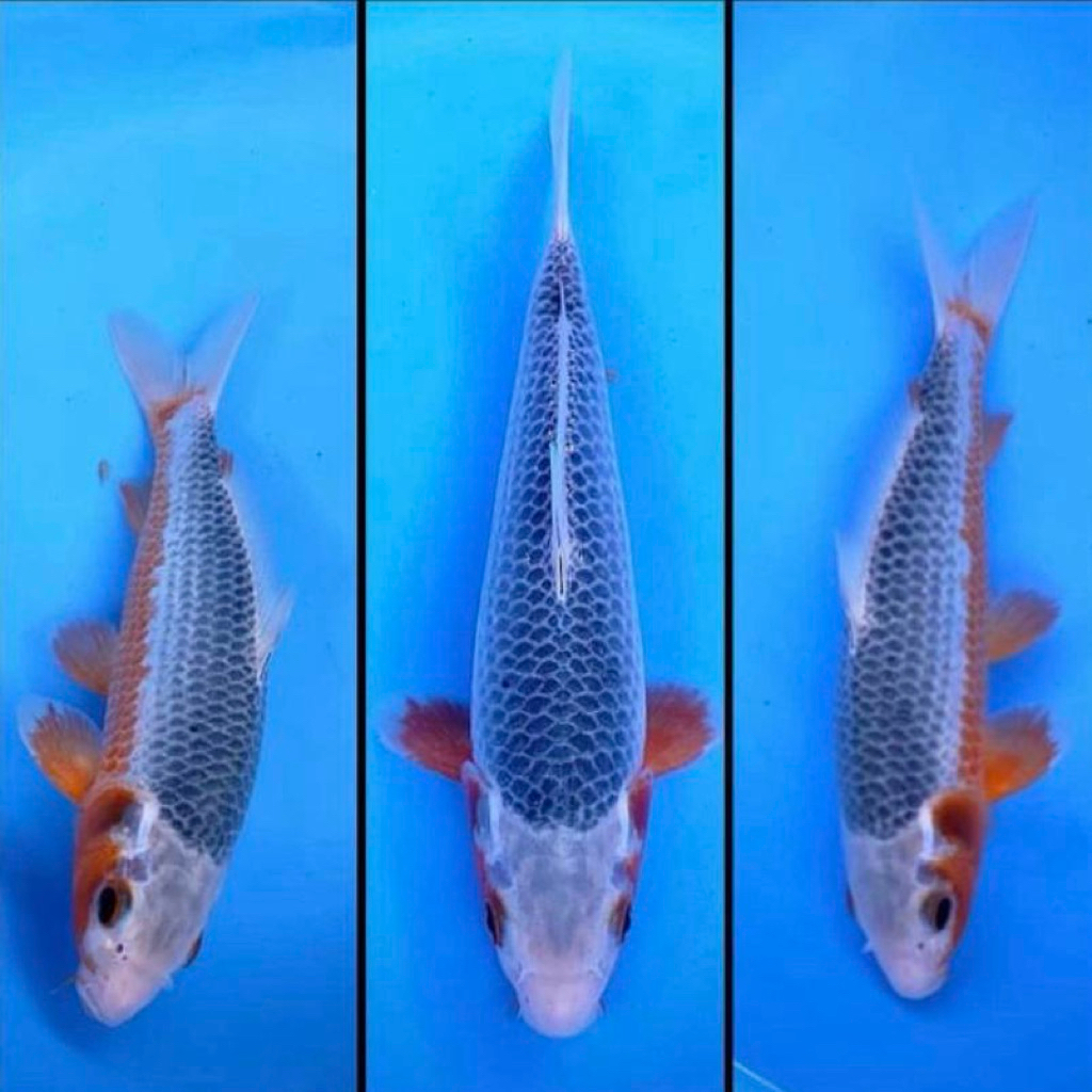 Hana Asagi 28-30cm - Ikan Koi Blitar - Koi Asagi