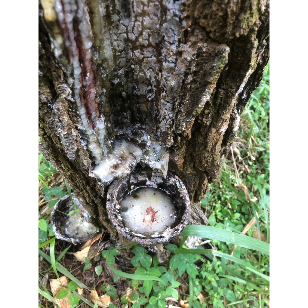 

getah pines atau pinos