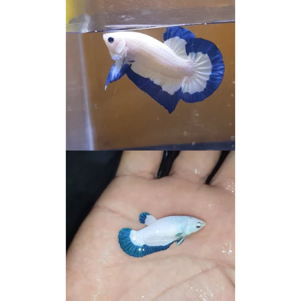 cupang blurim sepasang siap ternak, indukan berkualitas