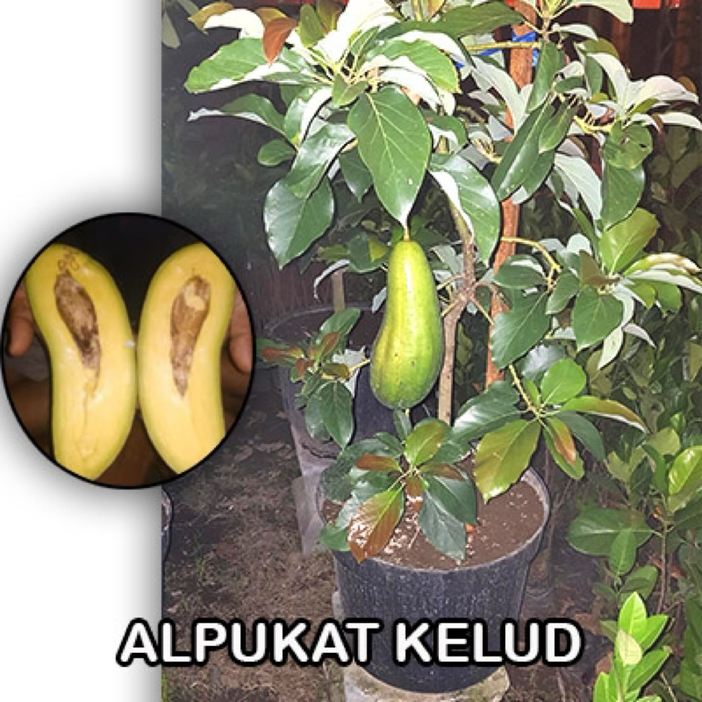 INDUKAN BIBIT ALPUKAT KELUD SUPER JUMBO SIAP BERBUAH SPESIAL