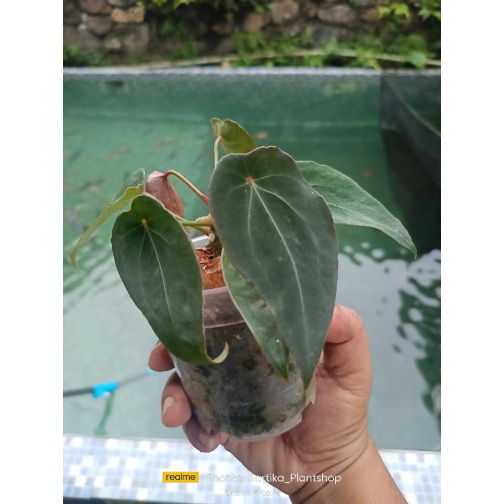 anthurium hybrid