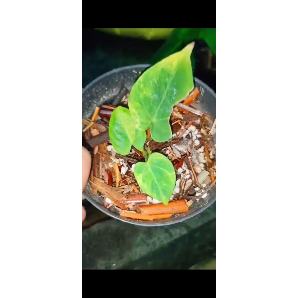 anthuriumHoffmaniiXHU