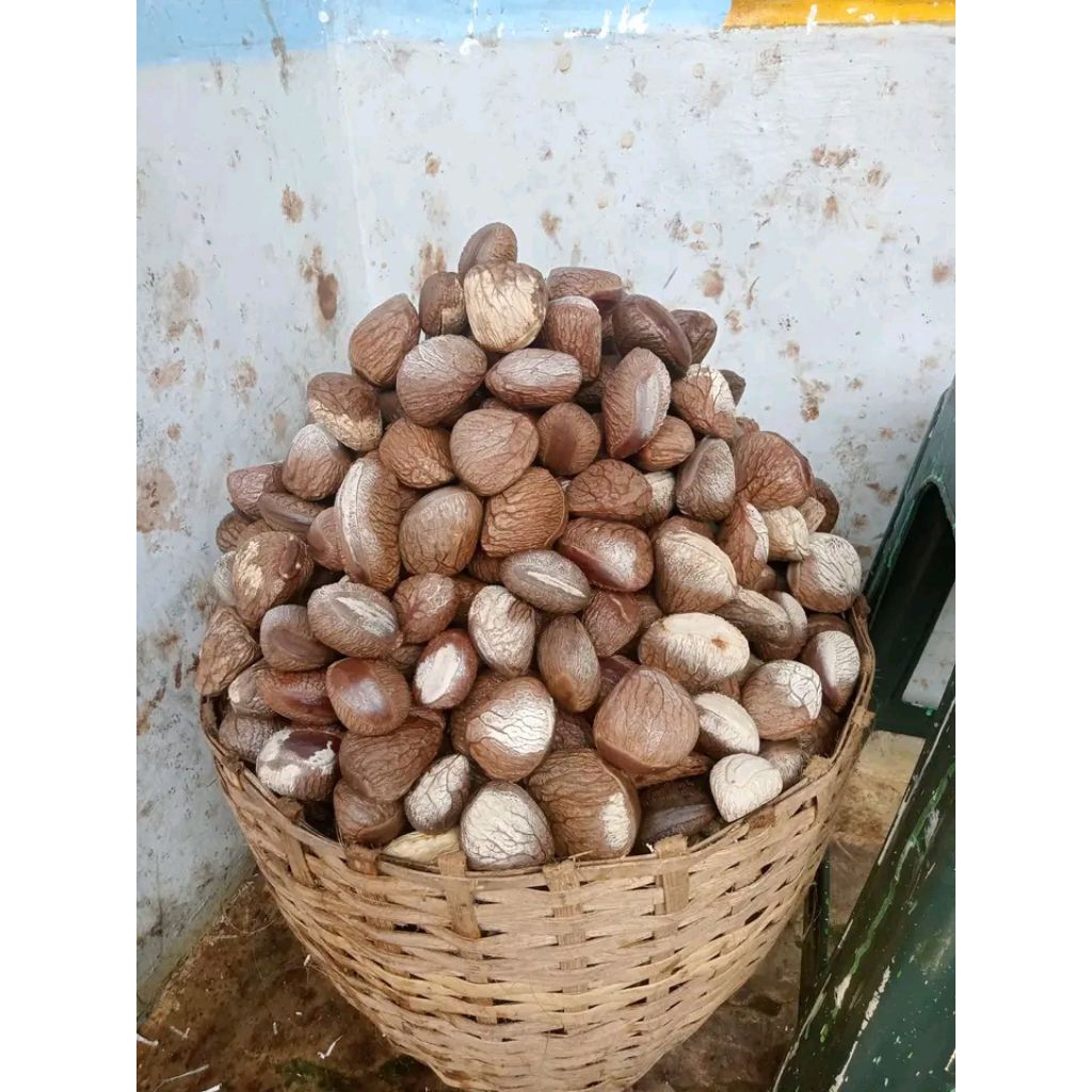 

buah picung,biji picung,keluwek /1kg