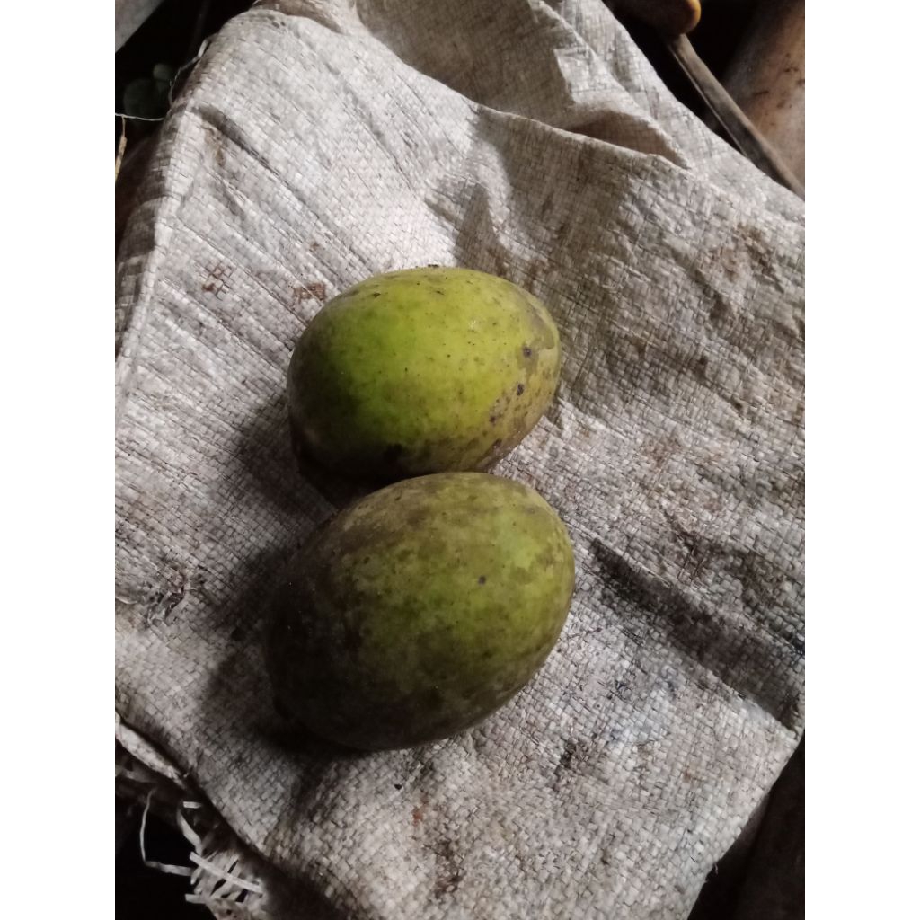 

buah limus mentah / 1 biji