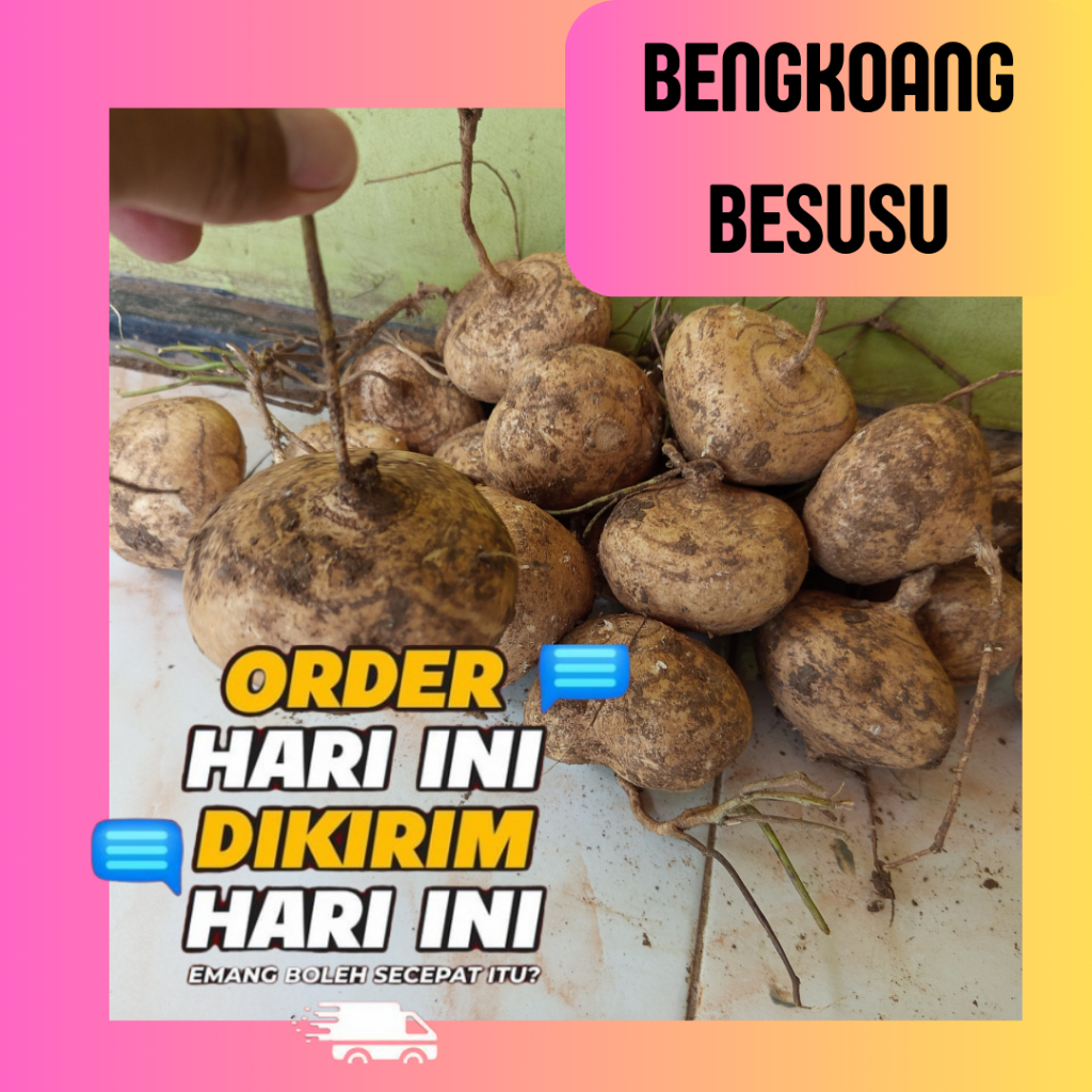 

[10 Kiloan] BENGKOANG ORGANIK BUAH SEGAR MANIS BESUSU KERING BENGKUANG KEBUMEN DARI KEBUN COCOK UNTUK CAMILAN BUAH BUAHAN DAN SAYURAN