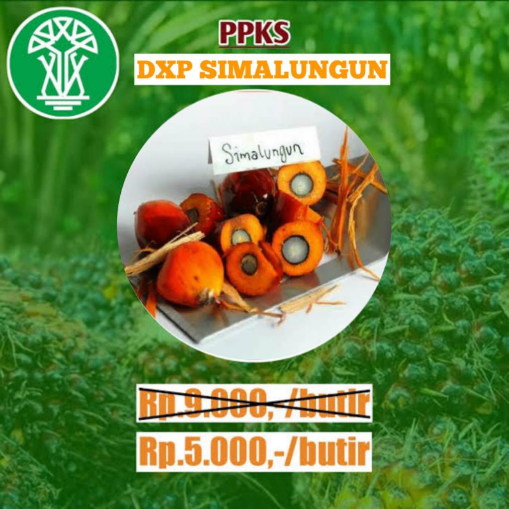 BIBIT PPKS SIMALUNGUN KUALITAS TERBAIK