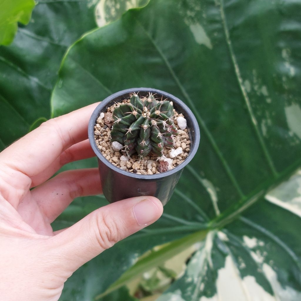 Kaktus Mini Sukulen Lucu Gymno Gymnocalycium T Series Hybrid