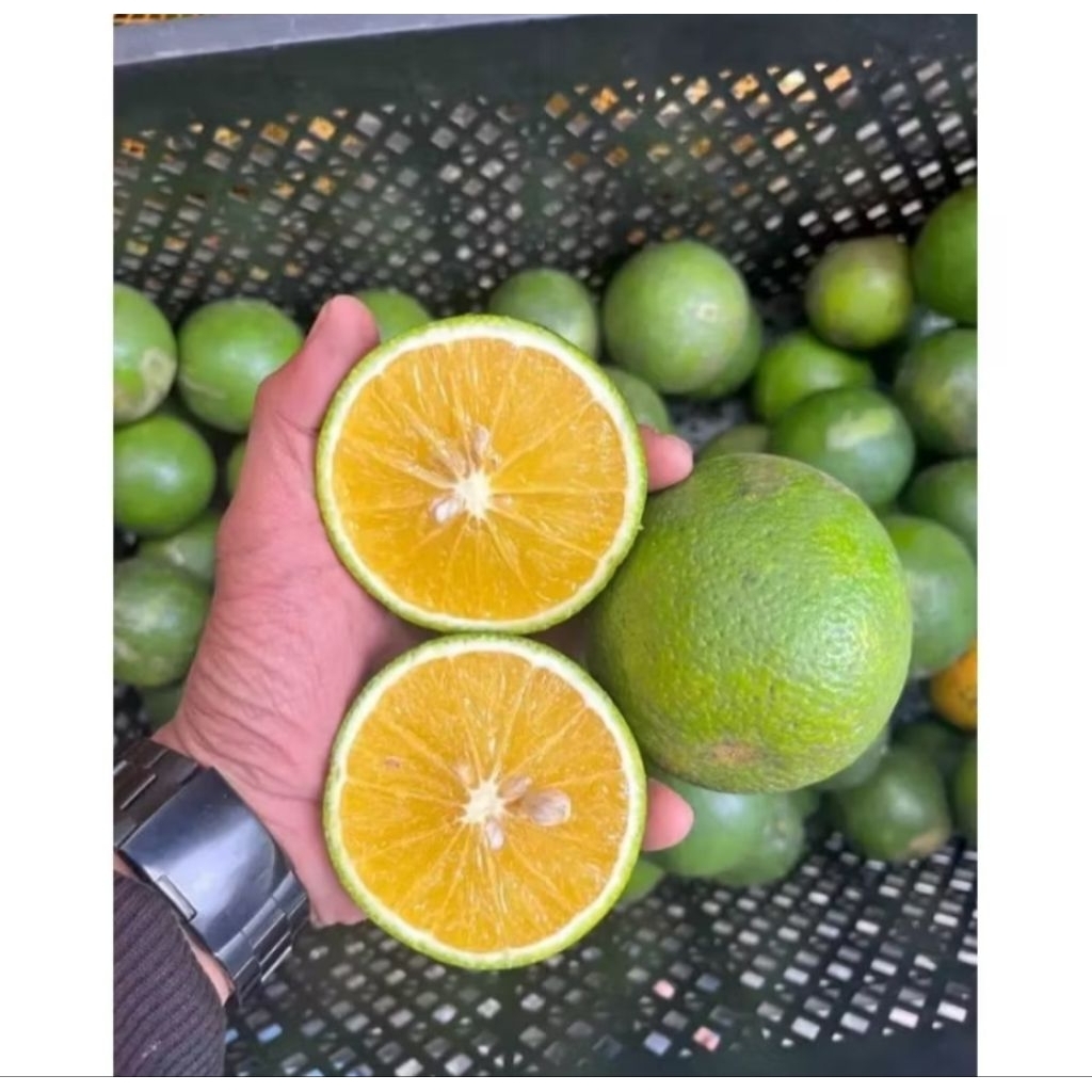 

jeruk peras manis asli Malang