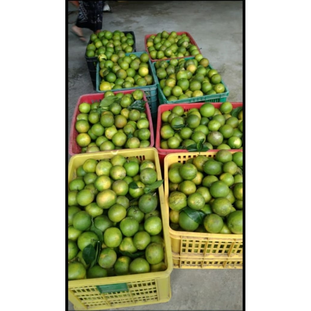 

jeruk baby java fresh batu malang 1 kg