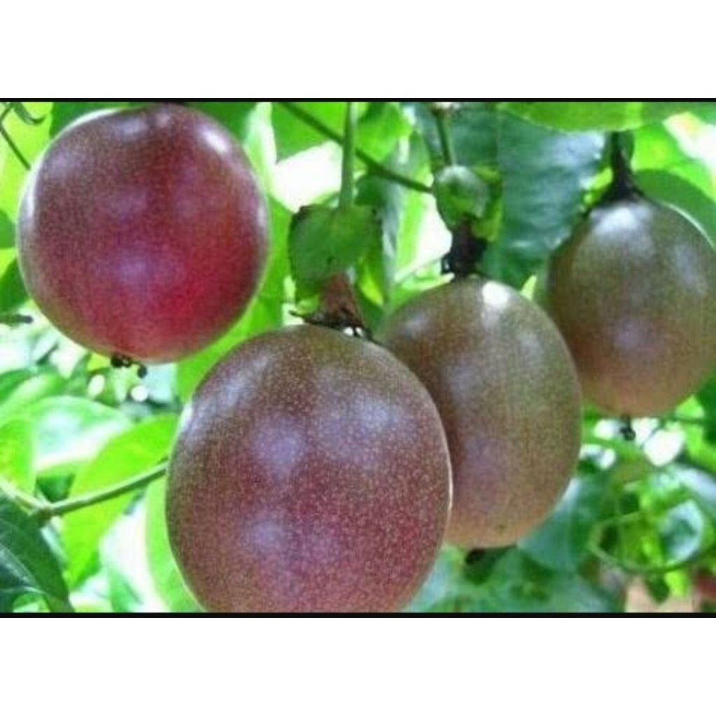 

Markisa Merah 1kg Fresh Langsung Petik dari Pohon