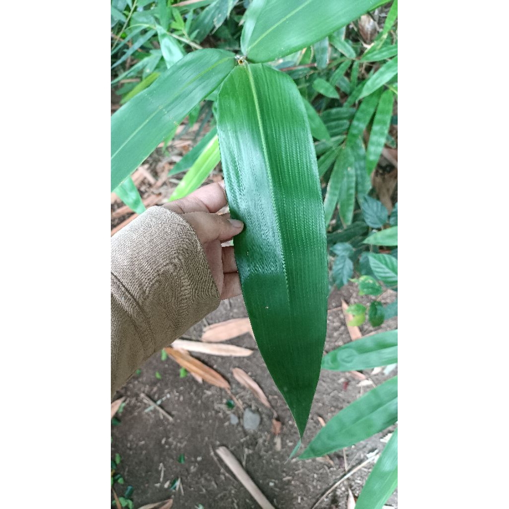 

Daun Bambu segar