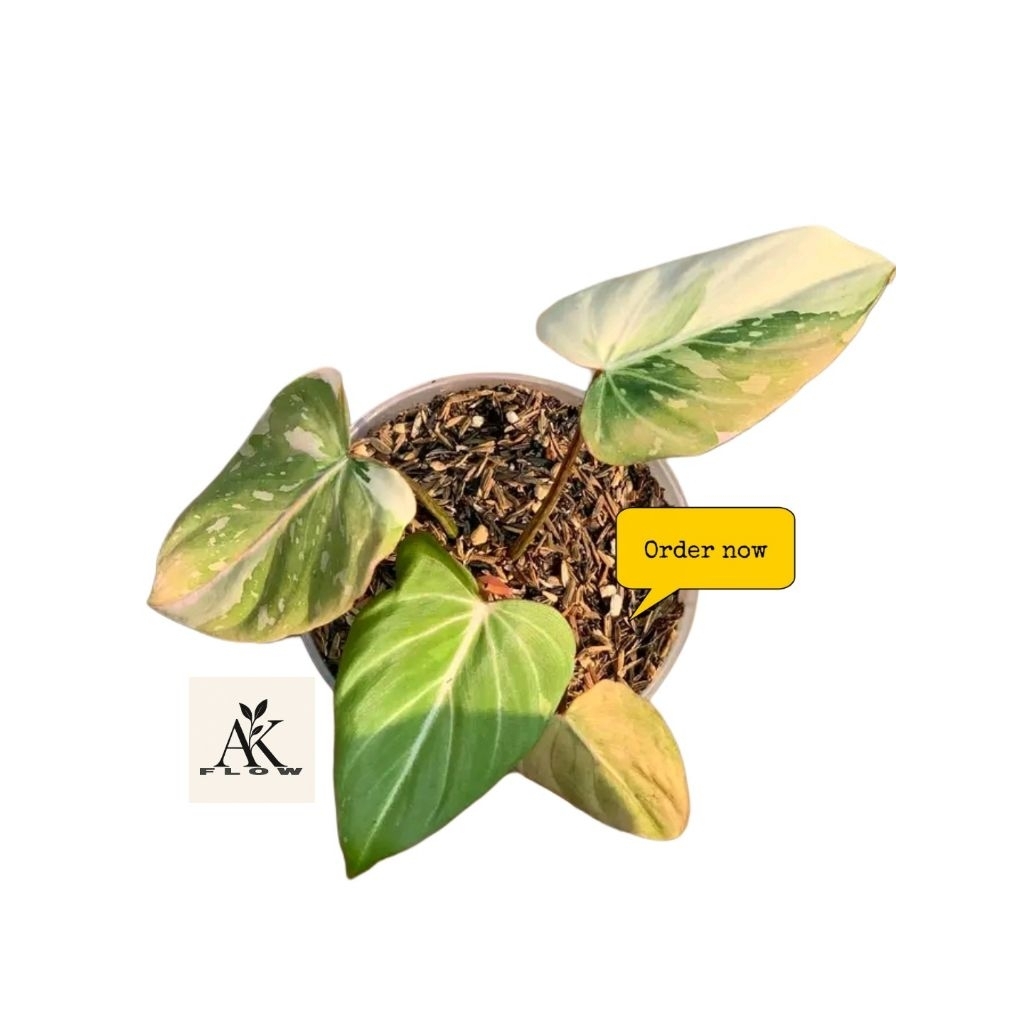 PHILODENDRON GLORIOSUM VARIGATA / TANAMAN HIAS RARE / TANAMAN INDOOR